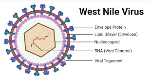 Barbados Confirms First Case of West Nile Virus